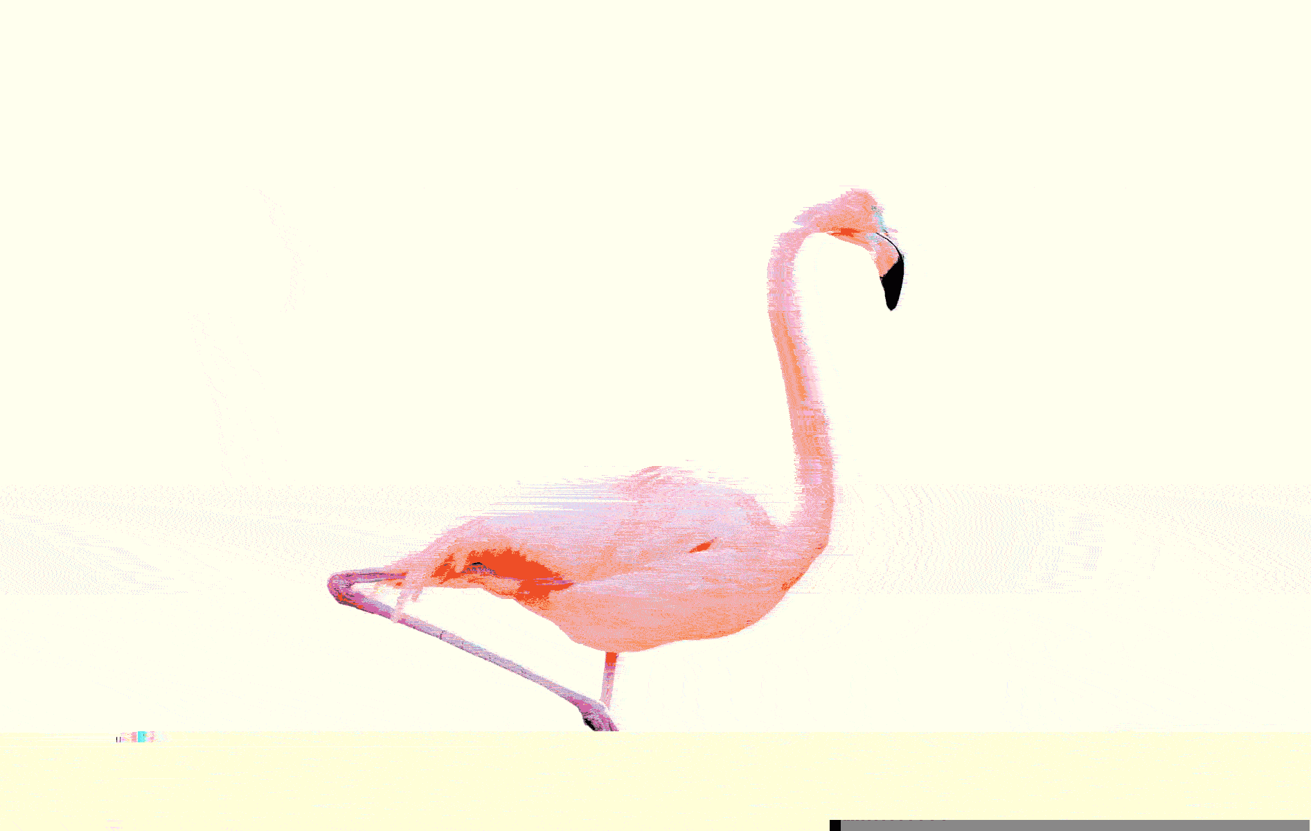 Flamingo glitch animation